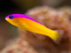 Purpletop Dottyback <br> (<em>Pictichromis diadema</em>)