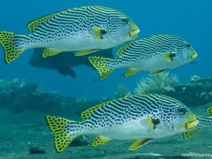 Yellowbanded Sweetlips <br> (<em>Plectorhinchus lineatus</em>)