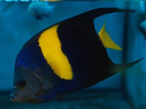 Arabian Angelfish <br> (<em>Pomacanthus asfur</em>)