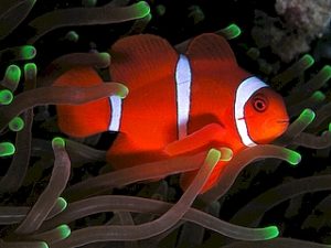 Maroon Clown (White Stripe) <br> (<em>Premnas biaculeatus</em>)