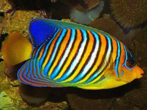 Regal Angelfish <br> (<em>Pygoplites diacanthus</em>)