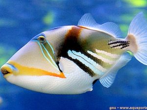Picasso Trigger <br> (<em>Rhinecanthus aculeatus</em>)