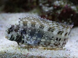 Jewelled Blenny <br> (<em>Salarias fasciatus</em>)