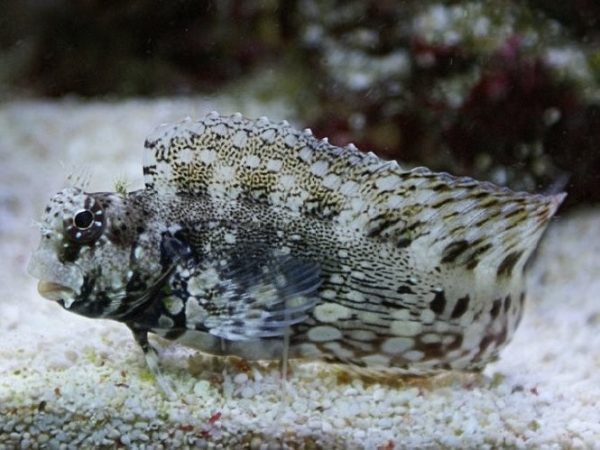 Jewelled Blenny <br> (<em>Salarias fasciatus</em>)