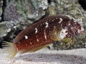 Starry blenny <br> (<em>Salarias ramosus</em>)
