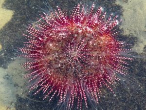 Red Bell's Urchin <br> (<em>Salmacis belli</em>)
