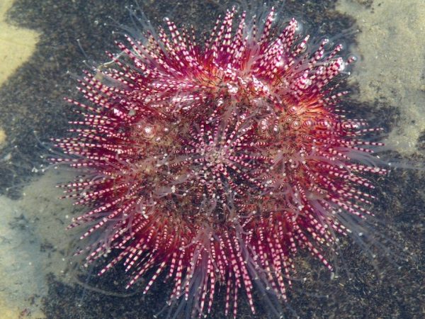 Red Bell's Urchin <br> (<em>Salmacis belli</em>)