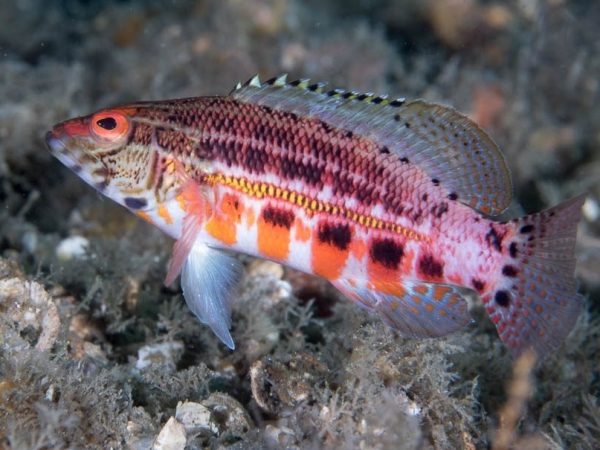 Lantern Bass <br> (<em>Serranus baldwini</em>)