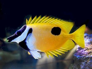 Blotched Foxface <br> (<em>Siganus unimaculatus</em>)
