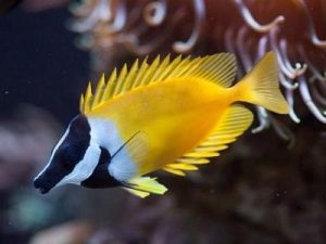 Foxface Rabbitfish <br> (<em>Siganus vulpinus</em>)