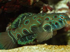 Picturesque Dragonet <br> (<em>Synchiropus picturatus</em>)