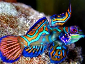 Mandarin <br> (<em>Synchiropus splendidus</em>)
