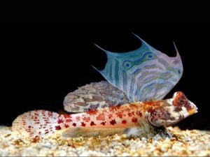Starry Dragonet <br> (<em>Synchiropus stellatus</em>)