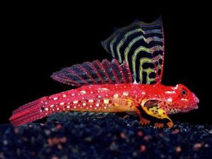 Ruby Dragonet (Male) <br> (<em>Synchiropus sycorax</em>)