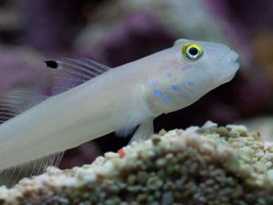 Chalk Goby <br> (<em>Valenciennea sexguttata</em>)