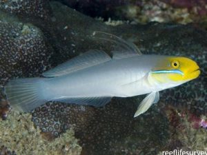 Blueband Goby <br> (<em>Valenciennea strigata</em>)