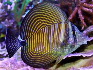 Sailfin Tang <br> (<em>Zebrasoma desjardinii</em>)