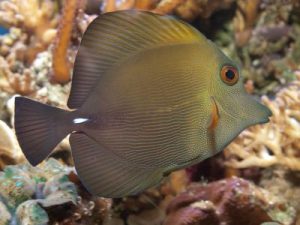Brown Sailfin Tang <br> (<em>Zebrasoma scopas</em>)