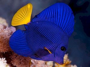 Yellow Tail Tang <br> (<em>Zebrasoma xanthurum</em>)
