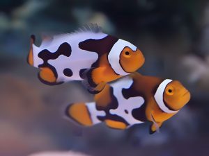 Picasso <br> (<em>Amphiprion percula</em>)