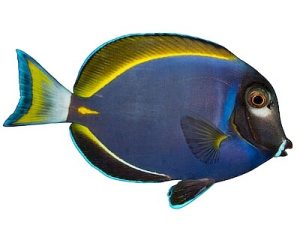 Acanthurus-leucosternon-x-nigricans.jpeg
