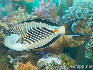 Acanthurus-sohal.jpeg