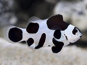 Amphiprion-ocellaris---Black-Storm.jpeg