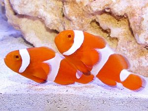 Amphiprion-ocellaris---Tangerine.jpeg