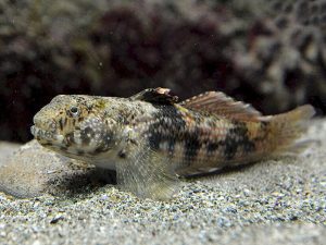 Dusky Frillgoby <br> (<em>Bathygobius fuscus</em>)