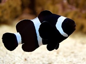 Black Clown Fish <br> (<em>Amphiprion ocellaris</em>)