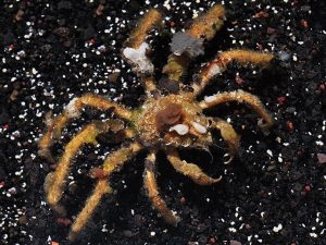 Decorator Crab <br> (<em>Camposcia retusa</em>)