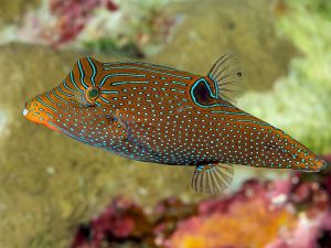 Canthigaster-papua.jpeg