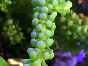 Caulerpa-racemosa.jpeg