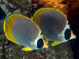 Chaetodon-adiergastos.jpeg