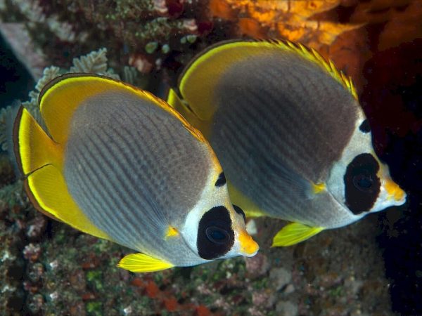Chaetodon-adiergastos.jpeg