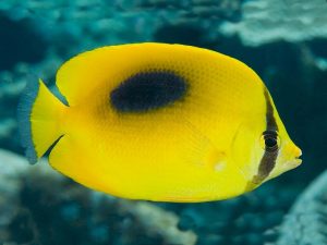 Chaetodon-speculum.jpeg