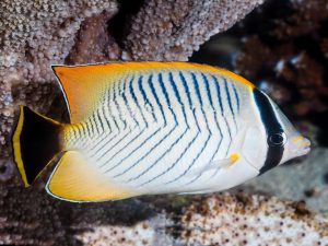 Chaetodon-trifascialis.jpeg