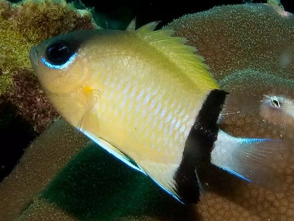 Chromis-retrofasciata.jpeg