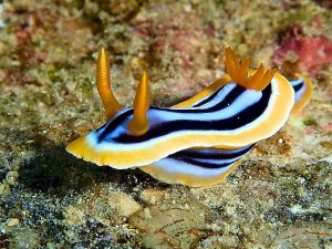 Chromodoris-quadricolor.jpeg