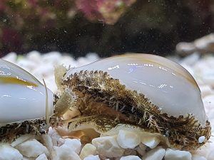 Cypraea-annulus.jpeg
