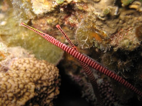 Dunckerocampus-multiannulatus.jpeg