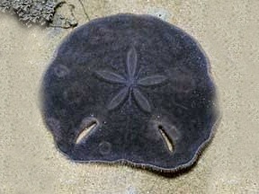 Keyhole Sand Dollar <br> (<em>Echinodiscus sp.</em>)