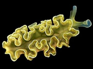 Elysia-crispata.jpeg