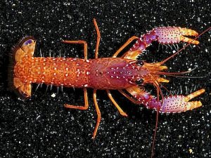 Enoplometopus-daumi.jpeg