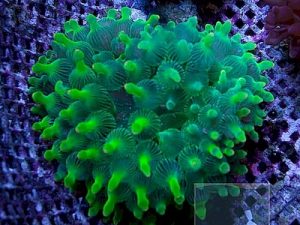Entacmea-quadricolor---Green-Corn.jpeg