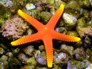 Pacifica Seastar <br> (<em>Fromia pacifica</em>)