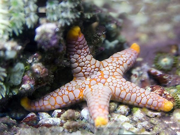 Elegant Starfish <br> (<em>Fromia sp.</em>)