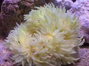 Heteractis-Malu---White-Milky-Anemone.jpeg