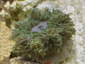 Green Milky Anemone <br> (<em>Heteractis malu</em>)
