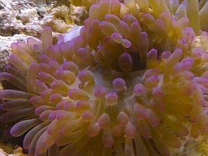Heteractis-malu---Purple-Sand-Anemone.jpeg